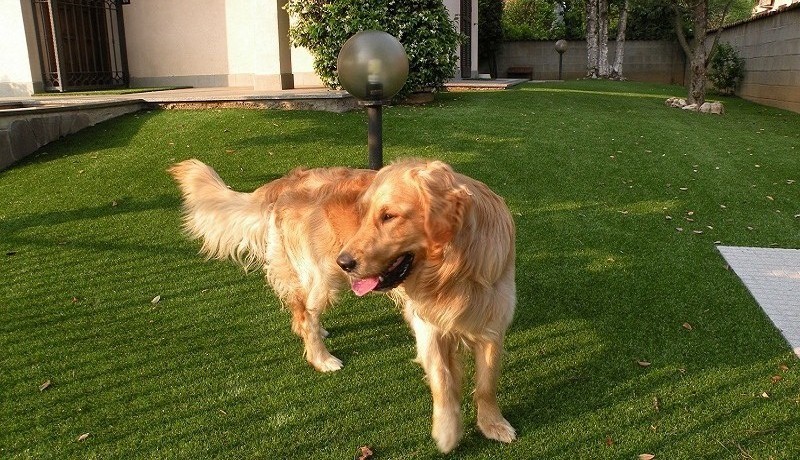 cane marrone di taglia grande su prato sintetico