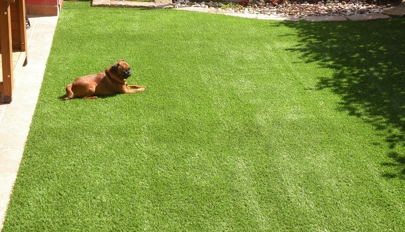  cane piccolo su prato sintetico